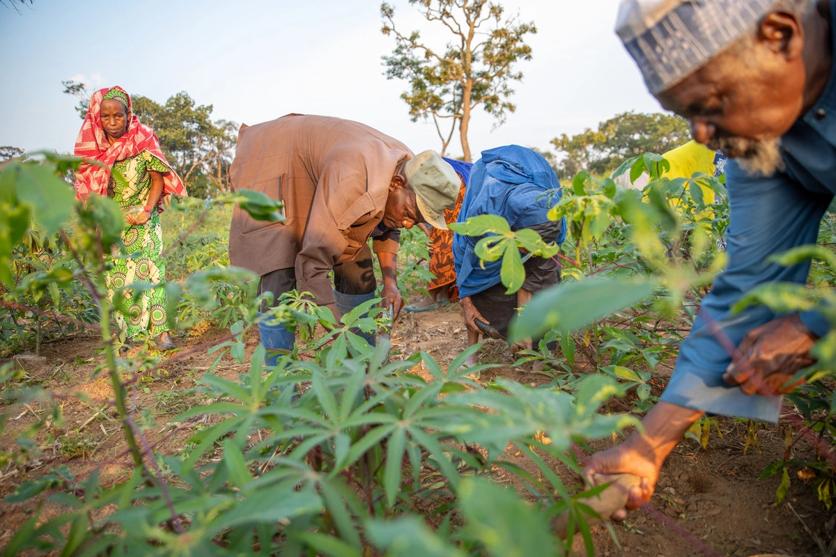O Chefe Sodea (ao centro) ajuda a limpar ervas daninhas de um campo reservado para refugiados da República Centro-Africana na aldeia de Gado-Badzéré, no leste dos Camarões